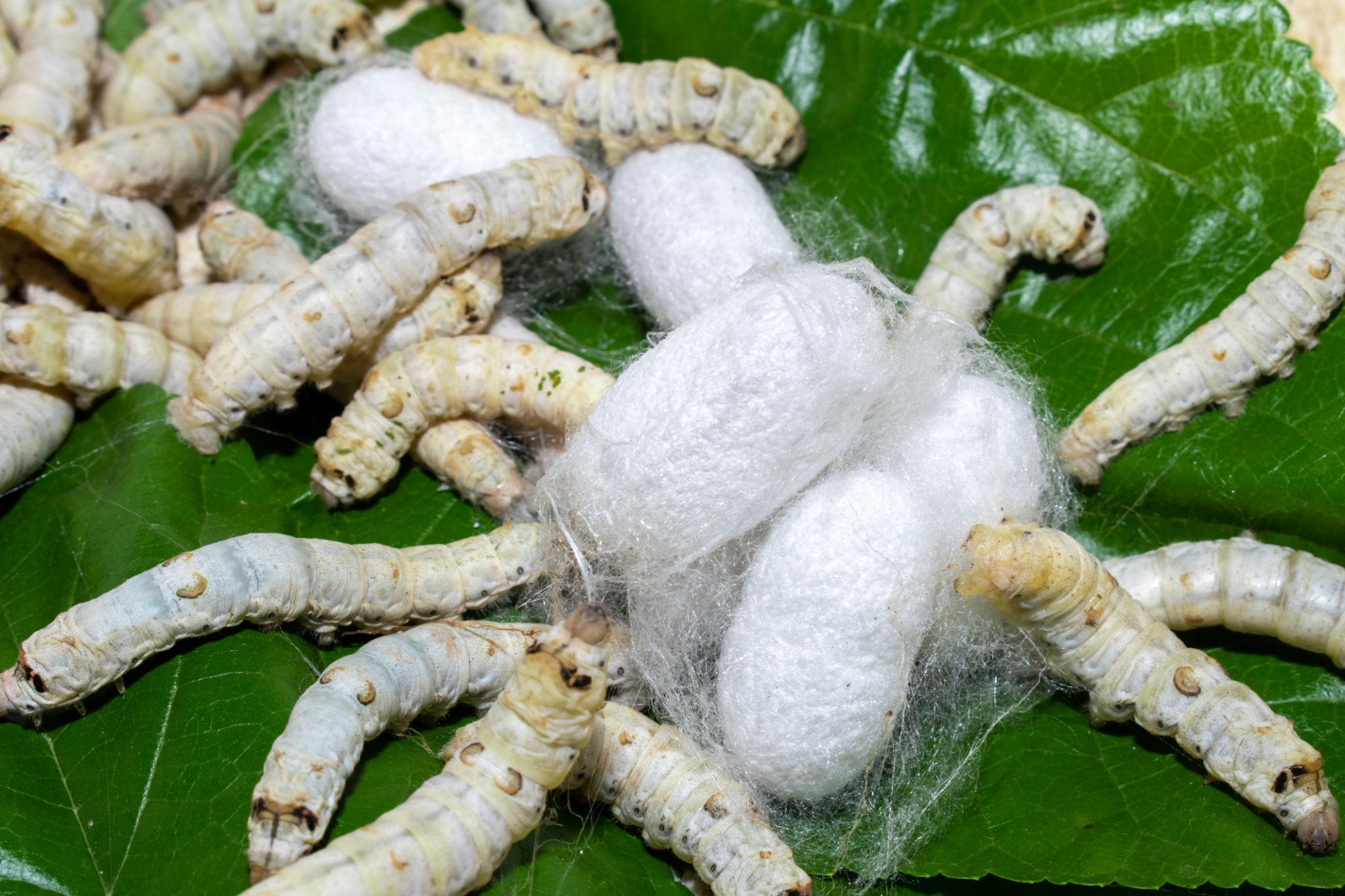 Silk yarn used in fine handloom saree production