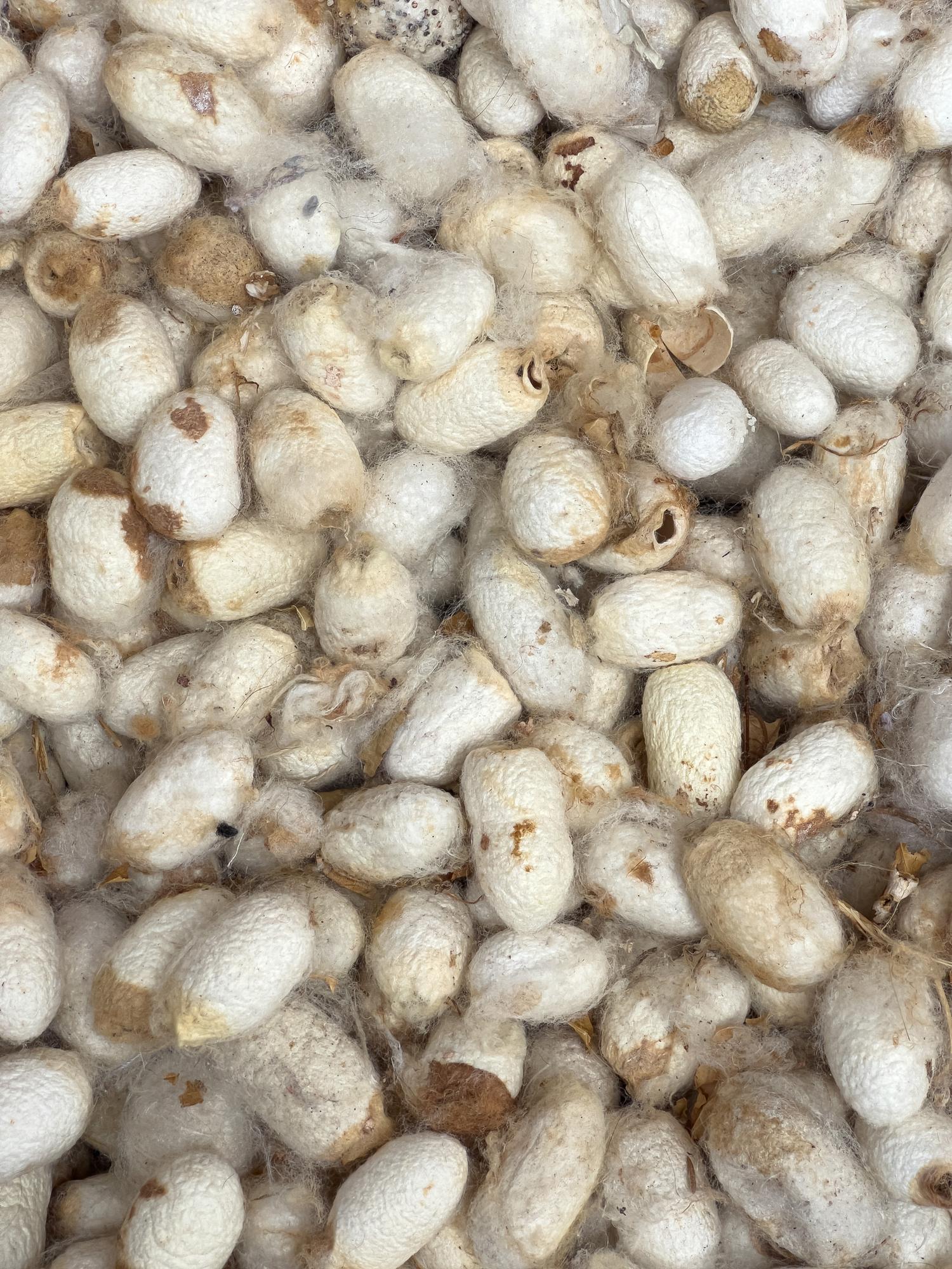 Pure silk raw material used for handloom textiles