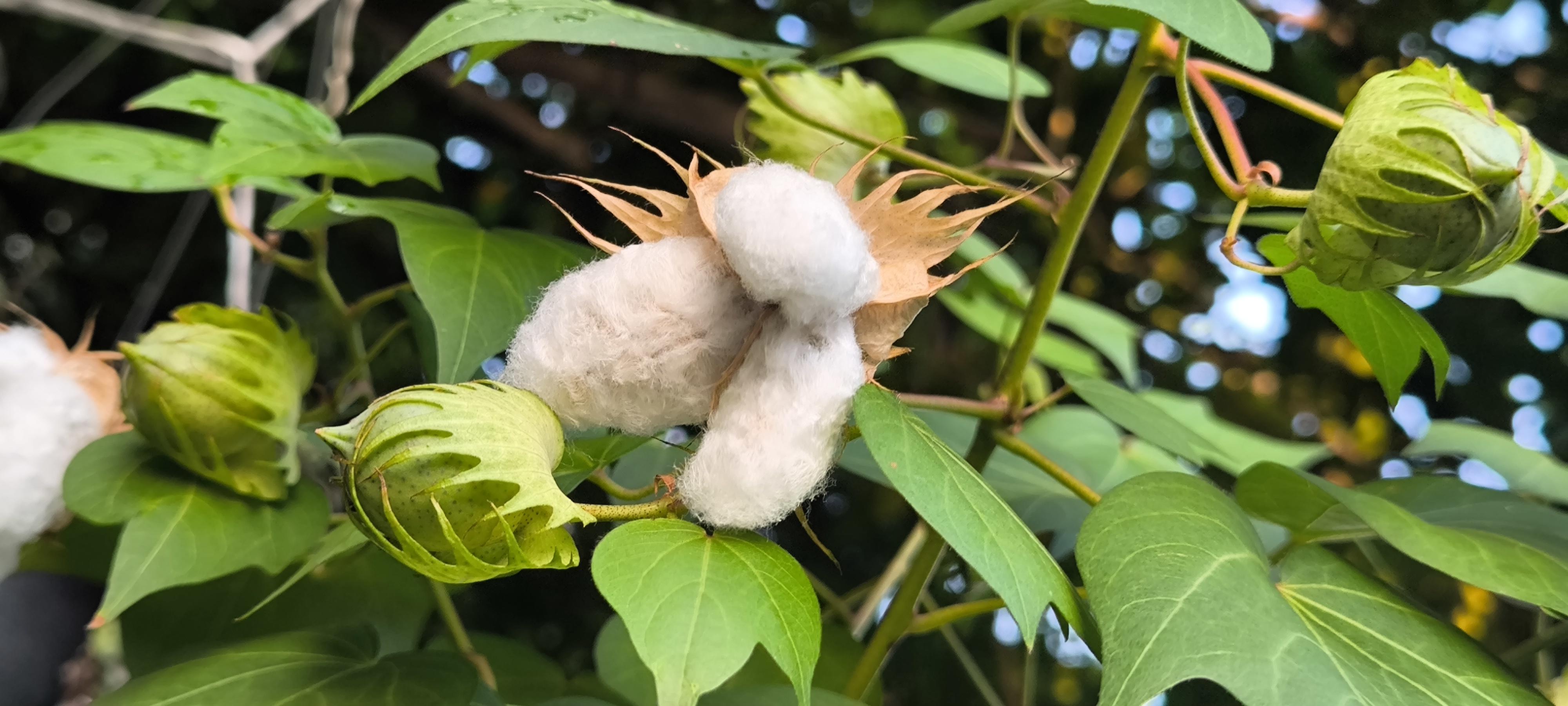 Cotton fibre used as a raw material for handloom sarees