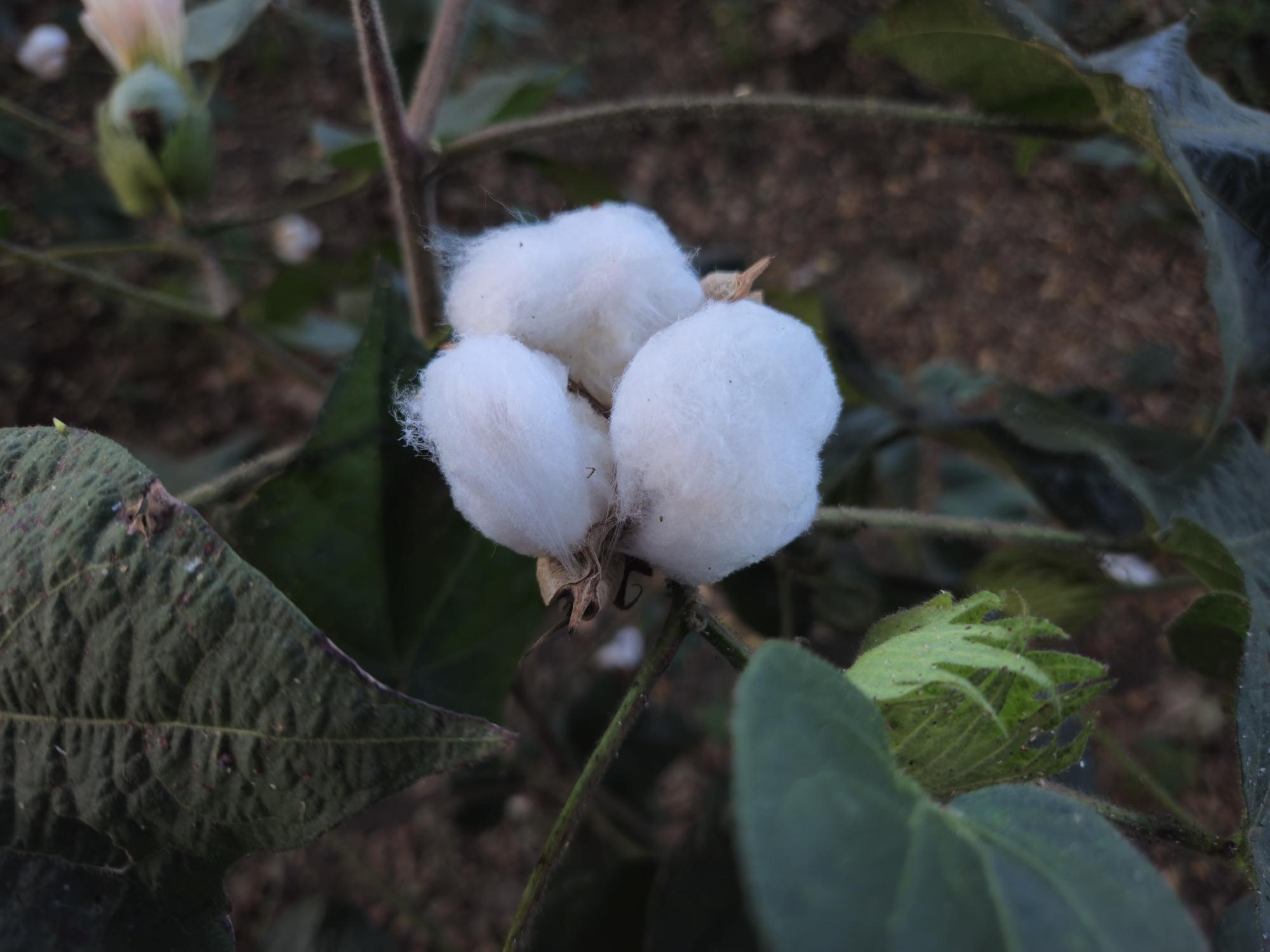 Cotton yarn material prepared for handloom weaving