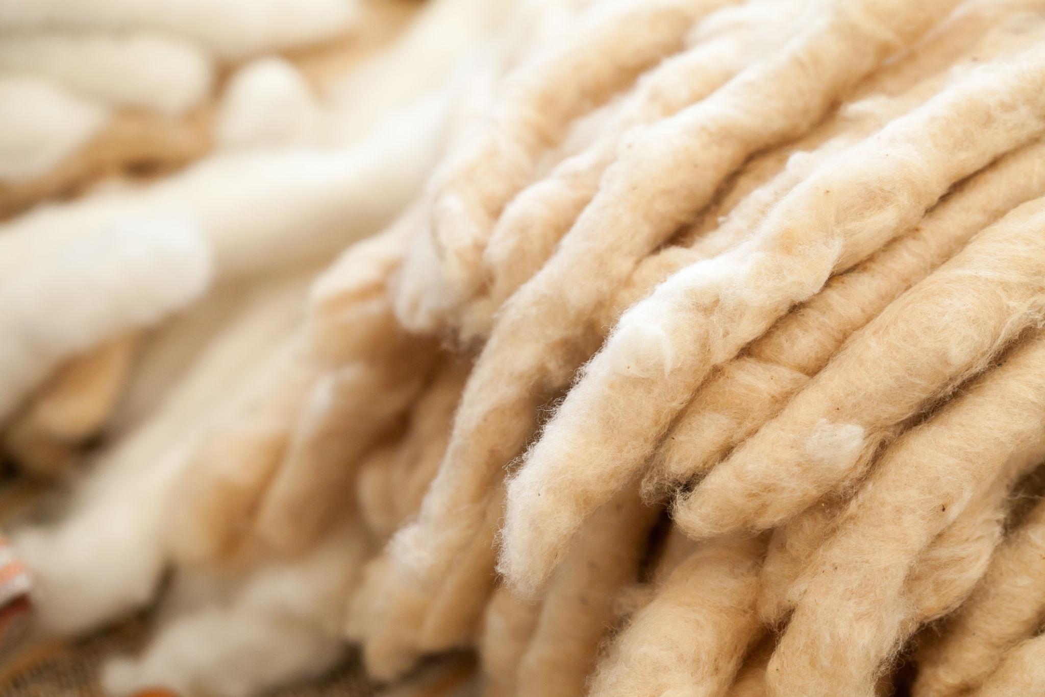 Cotton textile fibre displayed for weaving preparation